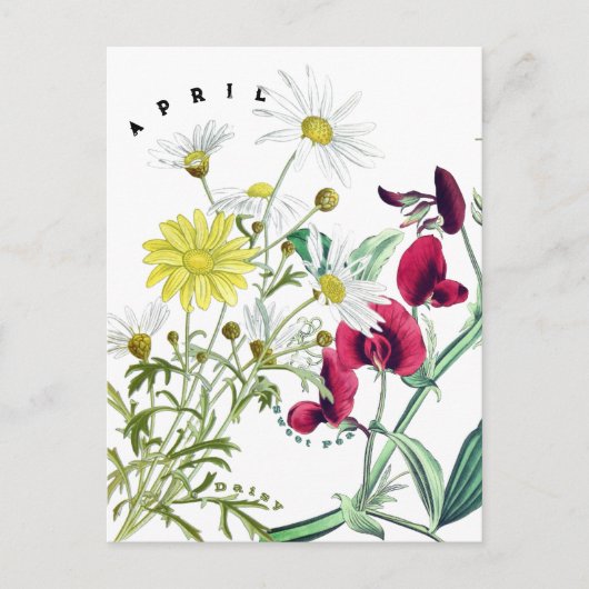 April Maand Bloemen Zoete Erwt en Daisy Briefkaart (Voorkant)