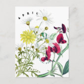 Aprilmaand bloemen Lathyrus en Madeliefje Briefkaart (Voorkant)
