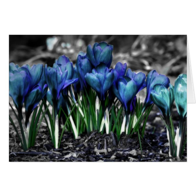 Aqua Blue Crocus Blooms (Voorkant Horizontaal)
