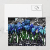 Aqua Blue Crocus Blooms Briefkaart (Voorkant / Achterkant)