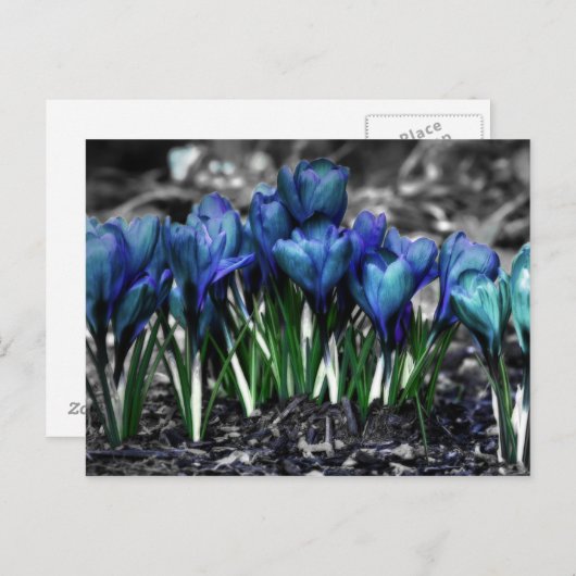 Aqua Blue Crocus Blooms Briefkaart (Voorkant / Achterkant)