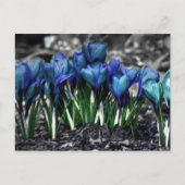 Aqua Blue Crocus Blooms Briefkaart (Voorkant)
