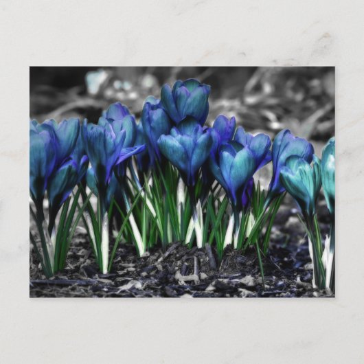 Aqua Blue Crocus Blooms Briefkaart (Voorkant)