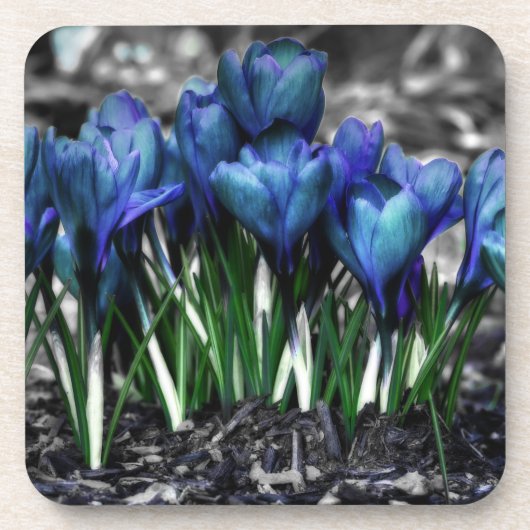 Aqua Blue Crocus Blooms Onderzetter (Voorkant)