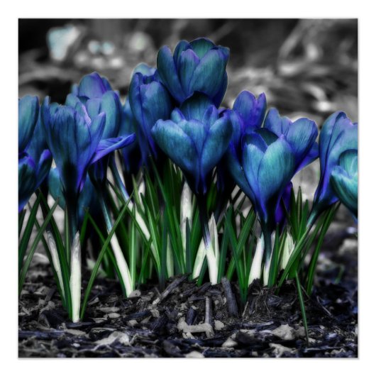 Aqua Blue Crocus Blooms Perfect Poster (Voorkant)