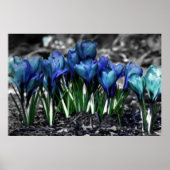 Aqua Blue Crocus Blooms Poster (Voorkant)