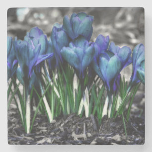 Aqua Blue Crocus Blooms Stenen Onderzetter