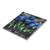 Aqua Blue Crocus Blooms Tegeltje (Zijkant)