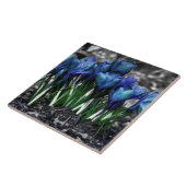 Aqua Blue Crocus Blooms Tegeltje (Zijkant)
