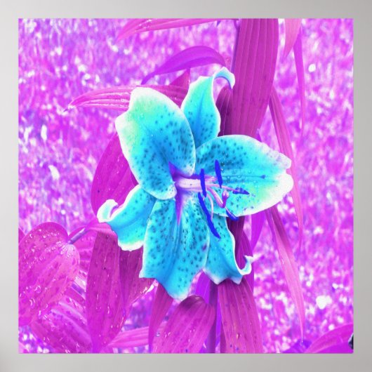 Aqua Blue Stargazer Lily op Paars Poster (Voorkant)