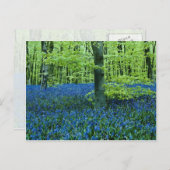 Aqua Bluebell Bossen bloemen Briefkaart (Voorkant / Achterkant)