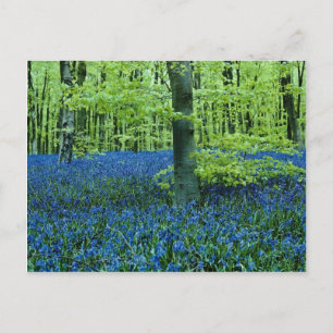 Aqua Bluebell Bossen bloemen Briefkaart
