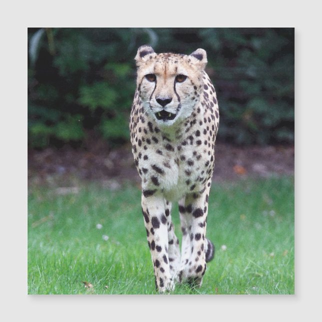 Aqua_Cheetah_20180103 (Voorkant)