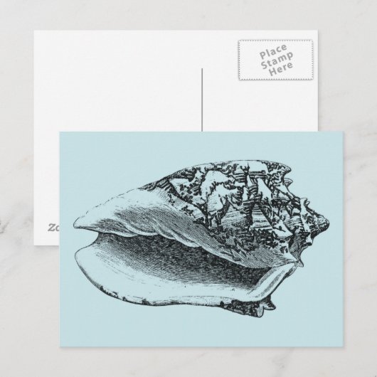 Aqua Conch Shell Briefkaart (Voorkant / Achterkant)