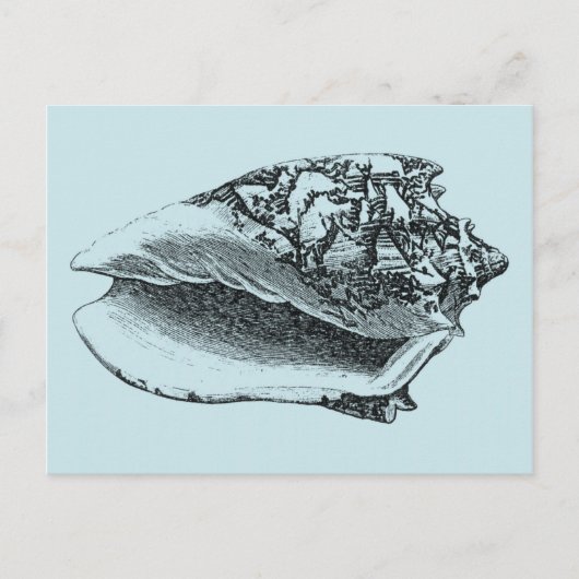 Aqua Conch Shell Briefkaart (Voorkant)