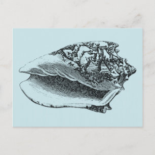Aqua Conch Shell Briefkaart