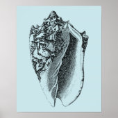 Aqua Conch Shell Poster (Voorkant)