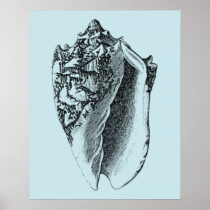Aqua Conch Shell Poster