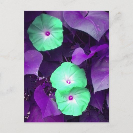 Aqua N Violet Morning Glory briefkaart (Voorkant)