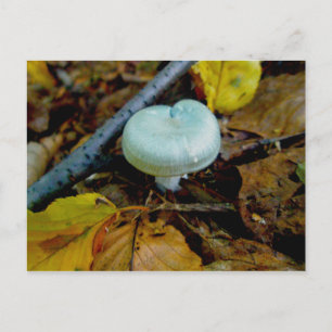 Aqua Paddenstoelen Ansichtkaart Briefkaart