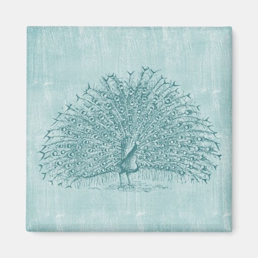 Aqua Peacock Magneet (Voorkant)