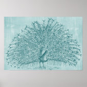 Aqua Peacock Poster (Voorkant)