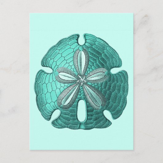 Aqua Sand Dollar Briefkaart (Voorkant)