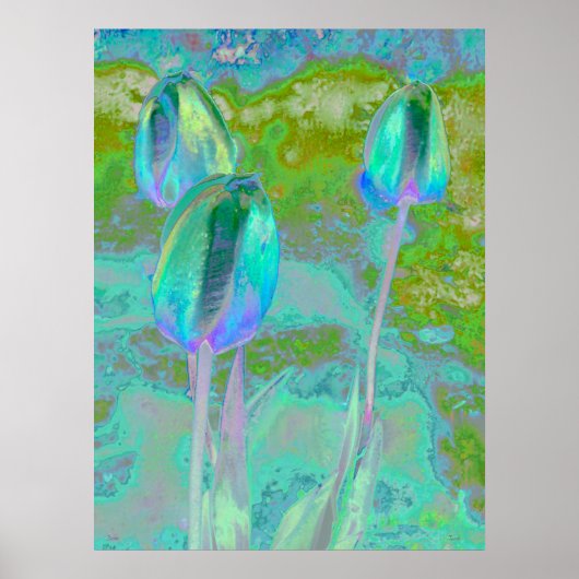 Aqua Tulip Digital Art Poster (Voorkant)