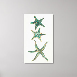 Aquamarine Triple Starfish Canvas Afdruk