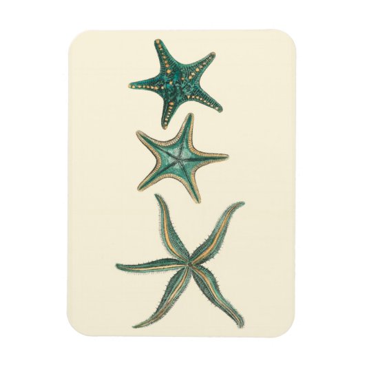 Aquamarine Triple Starfish Magneet (Verticaal)