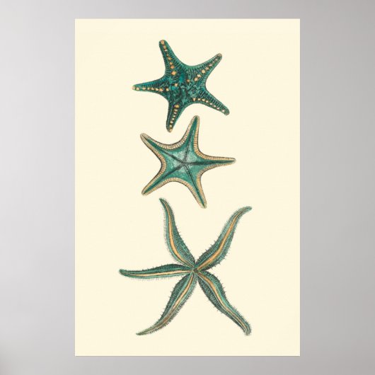 Aquamarine Triple Starfish Poster (Voorkant)