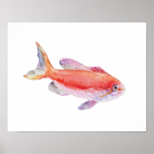 Aquarel Carberryi Anthias Vis Poster (Voorkant)
