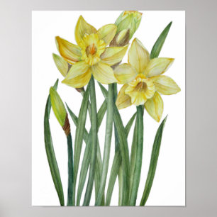 Aquarel Gele Narcissen Botanische Illustratie Poster