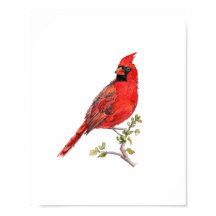 Aquarel Rode Kardinaalvogel Schilderij