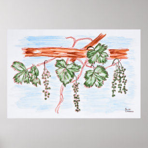 Aquarel van wijnstokken met druiven   Frankrijk Poster