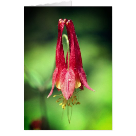 Aquarelkaart Columbine Bloem (Voorkant)