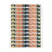 Aquarelrozen 29 (Vel)