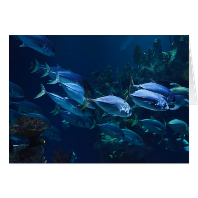 Aquarium (Voorkant Horizontaal)