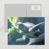aquarium briefkaart (Voorkant / Achterkant)