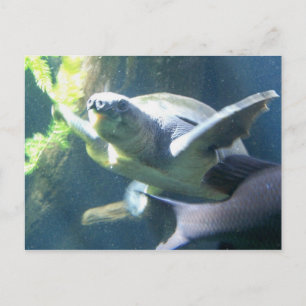 aquarium briefkaart