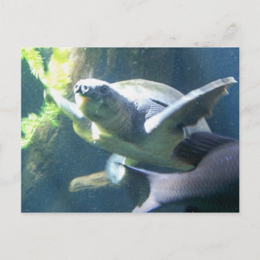 aquarium briefkaart (Voorkant)