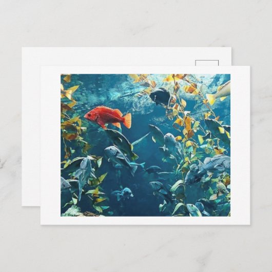 Aquarium-Briefkaarten Briefkaart (Voorkant / Achterkant)