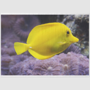 aquarium-citroenweefselpapier tissuepapier