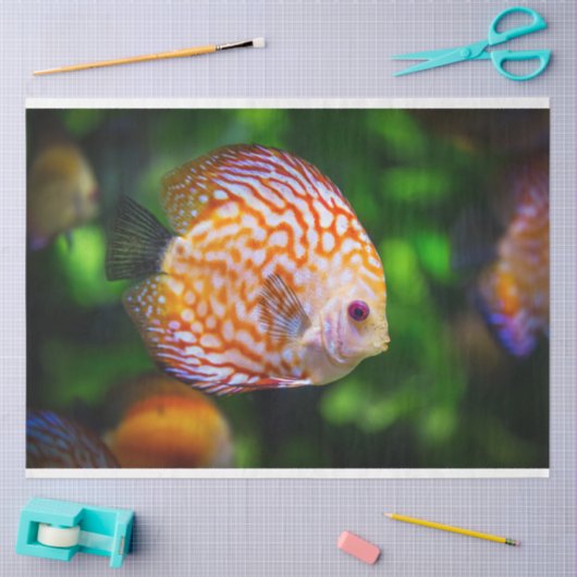 aquarium-discus visweefselpapier tissuepapier (Craft)