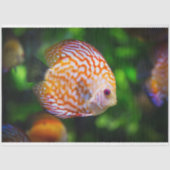 aquarium-discus visweefselpapier tissuepapier (Voorkant)
