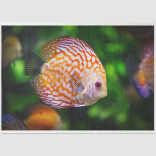 aquarium-discus visweefselpapier tissuepapier (Voorkant)