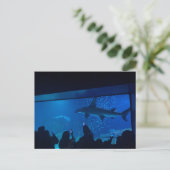 Aquarium Haientank Expositie Briefkaart (Staand voorkant)