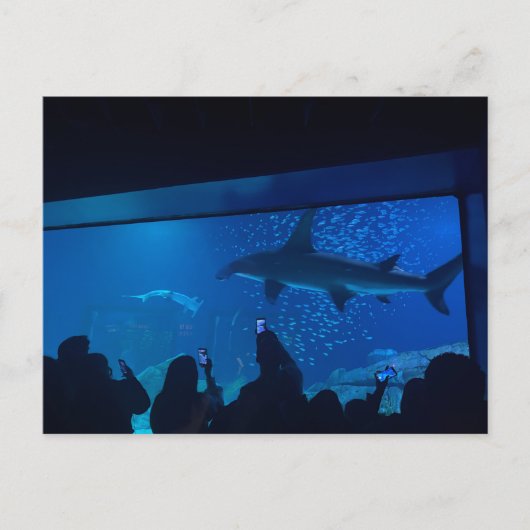 Aquarium Haientank Expositie Briefkaart (Voorkant)