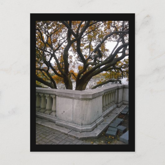 aquarium in de shedd : najaar briefkaart (Voorkant)