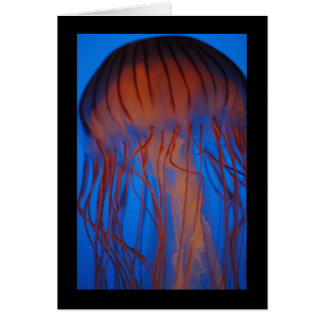Aquarium Jellyfish